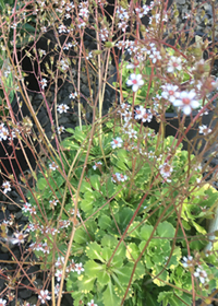 Saxifraga x urbium 'Aurea-punctata'